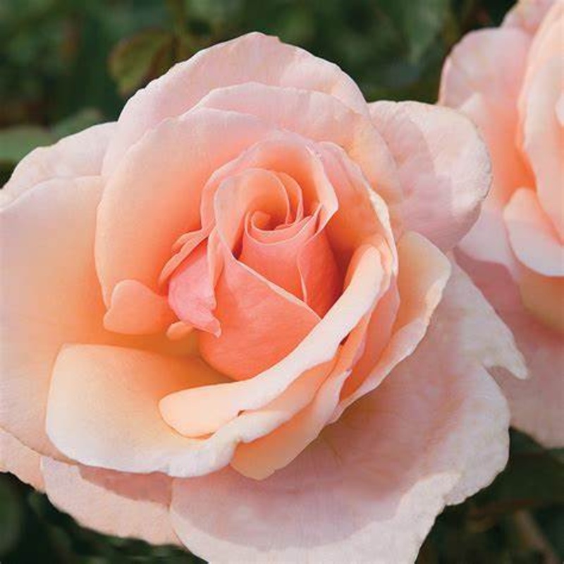 Rosa ‘Mother of Pearl’ – Shrub Rose