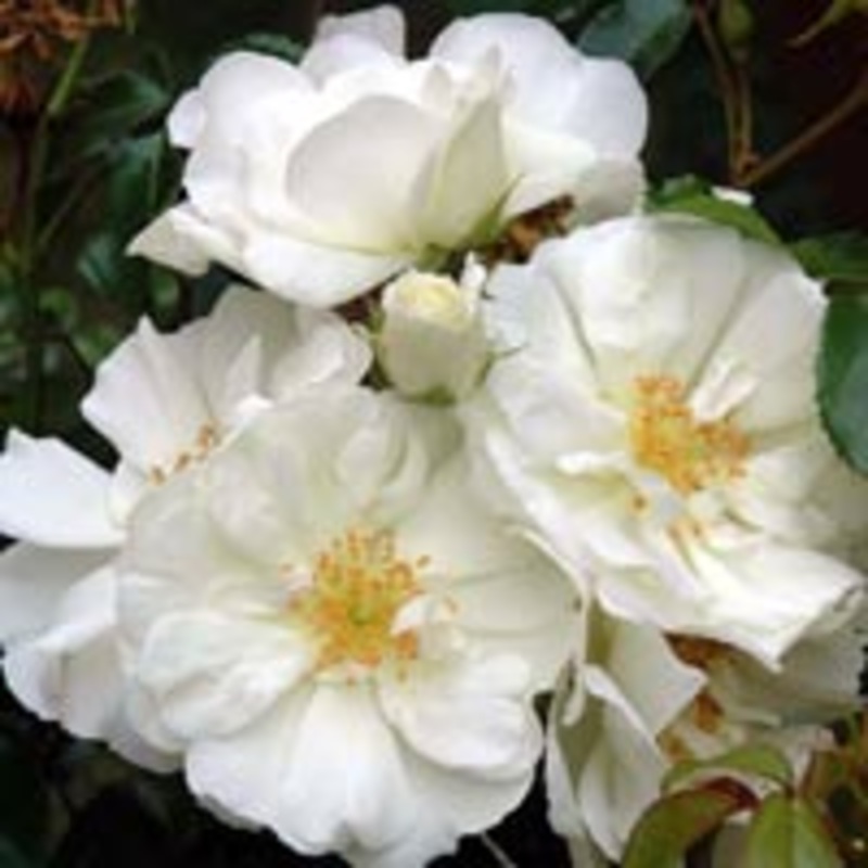 Rose Flower Carpet White – 2.5L