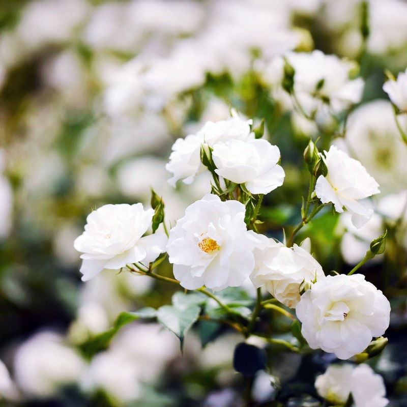 Rose Flower Carpet White PVR – 2.5L