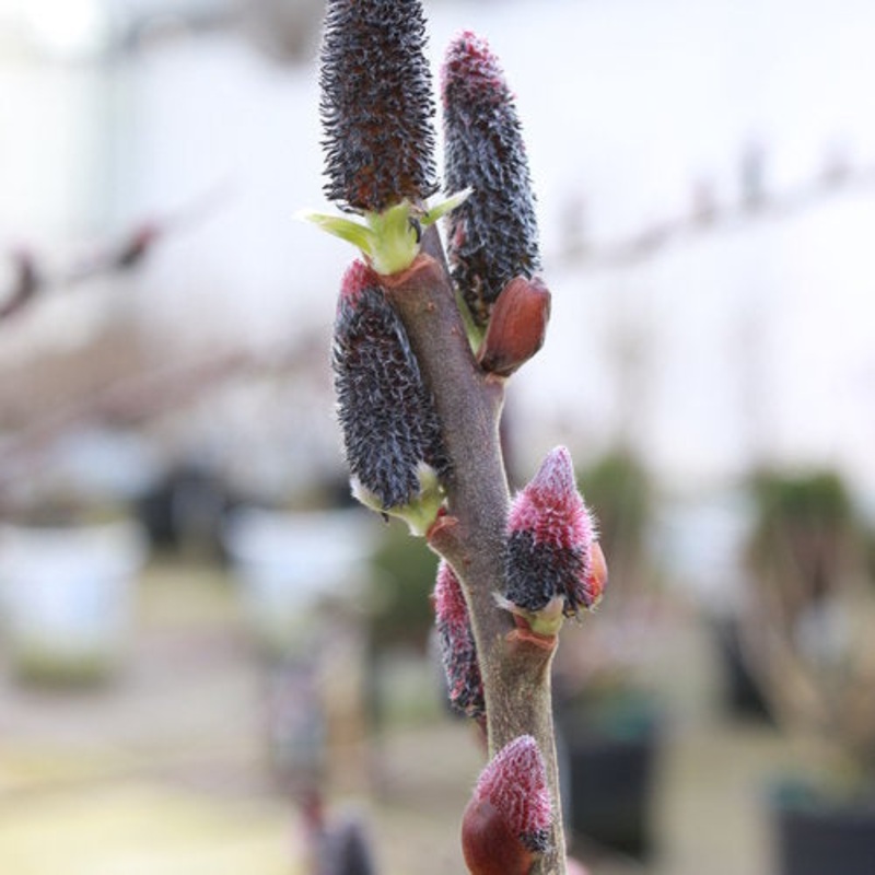 Salix ‘Black Cat’ – Pussywillow