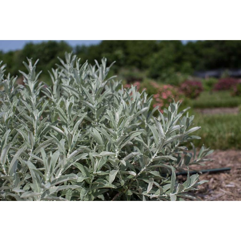 Salix can. ‘Iceberg Alley’ – Sage Leaf Willow