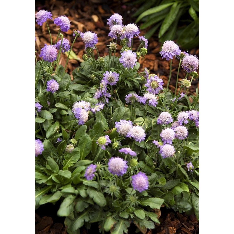 Scabiosa ‘Ritz Blue’