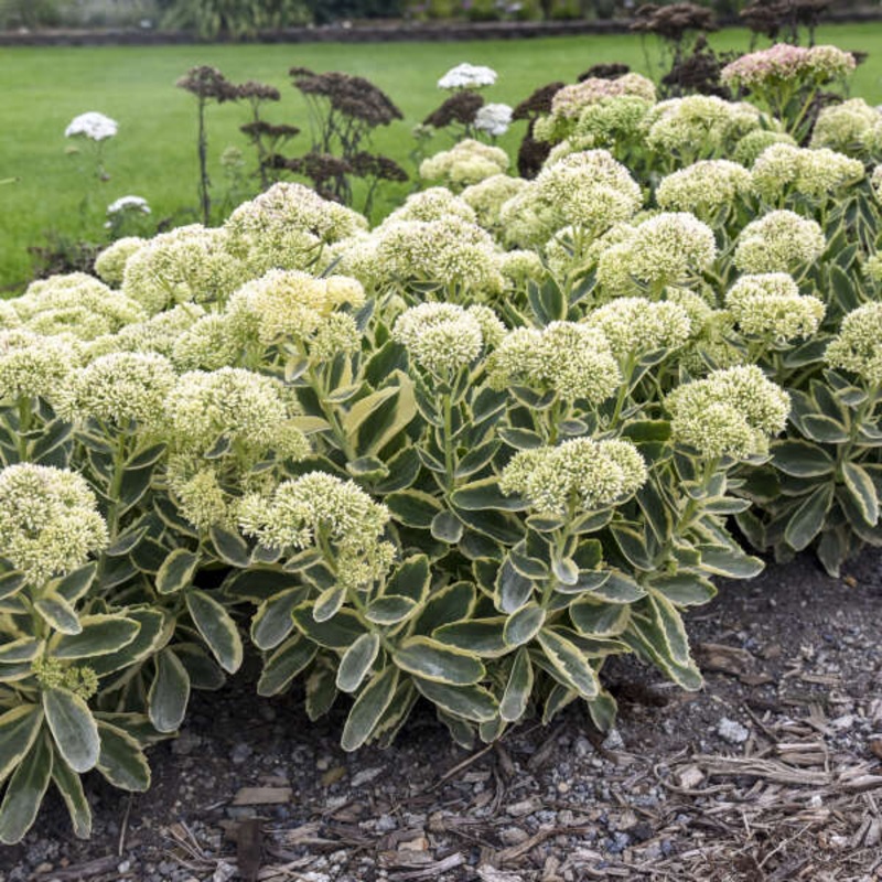 Sedum ‘Frosted Fire’