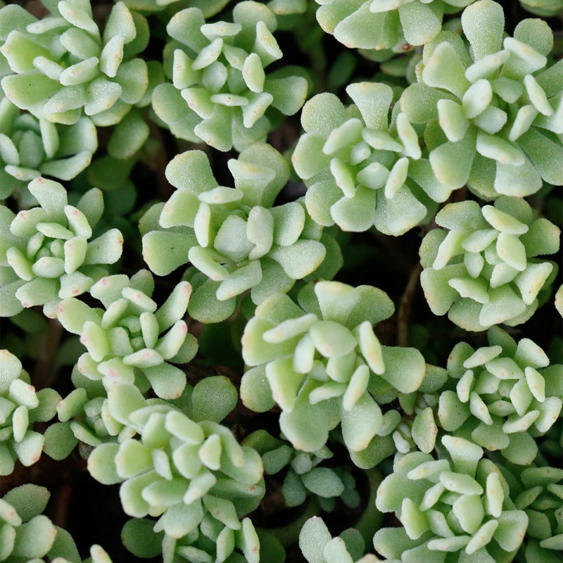 Sedum glaucophyllum- Appalachian Stonecrop