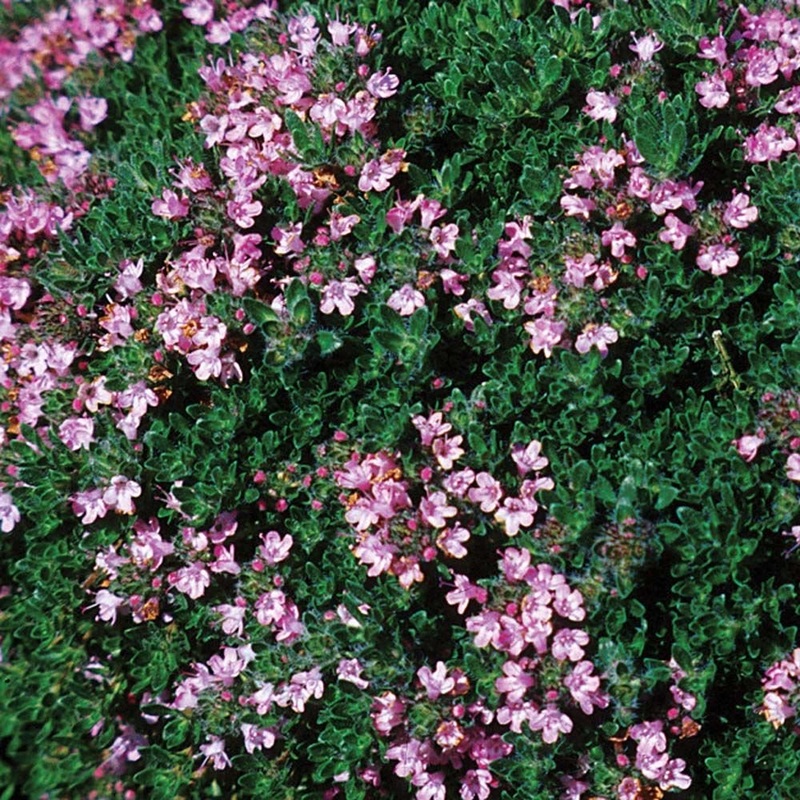 Thymus pra. ‘Pink Chintz’