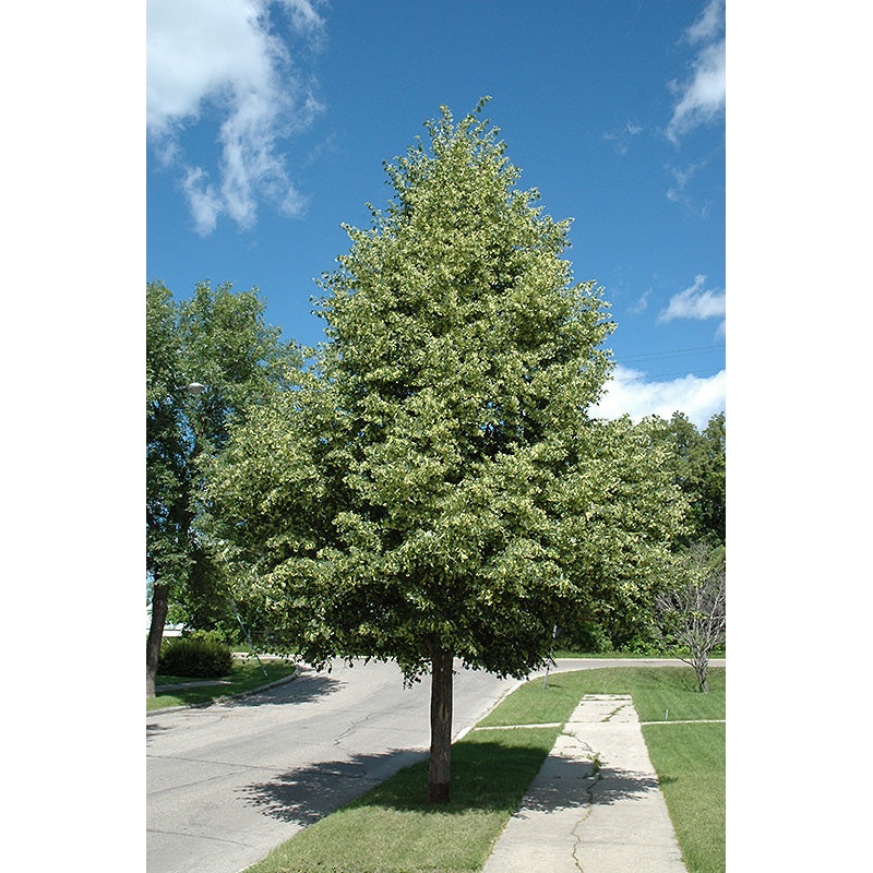 Tilia ‘Greenspire’ – Linden