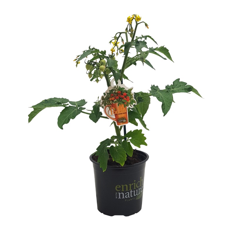 Tomato Ponchi