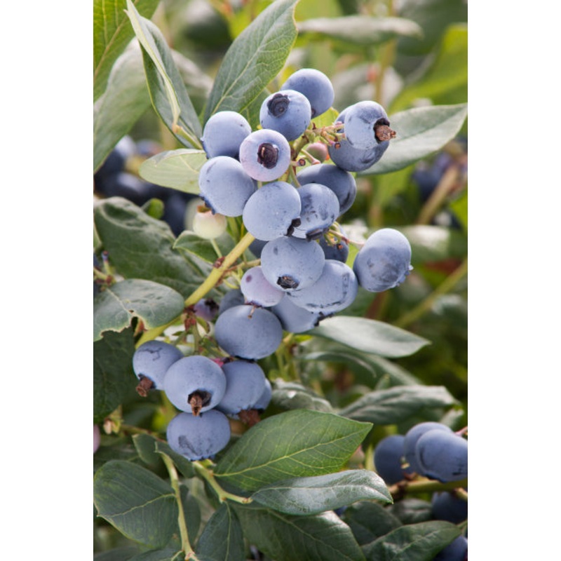 Vaccinium cor. ‘Bluecrop’ – Highbush Blueberry