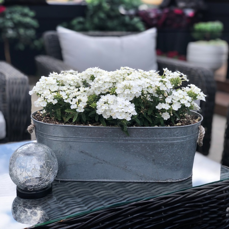 Verbena Voodoo White– 1.5L