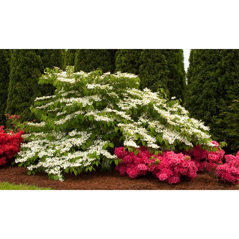 Viburnum plic. ‘Shasta’