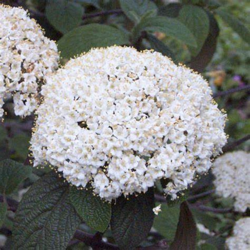Viburnum x ‘Willowwood’