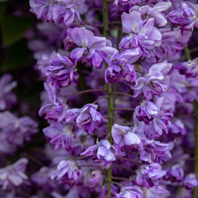 Wisteria flor. ‘Grande Diva Jessye’