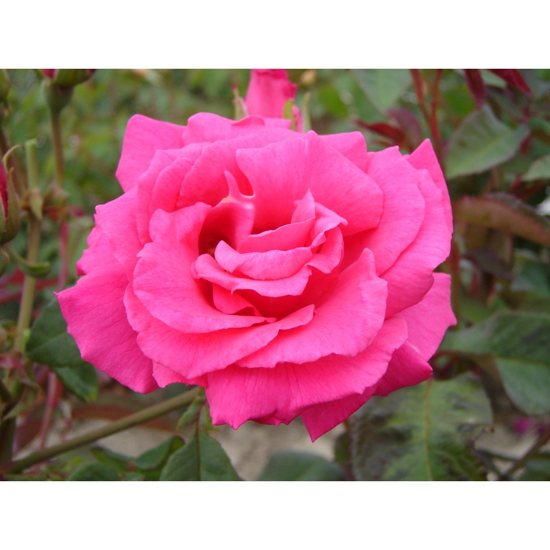 Zephirine Drouhin – 4.7L