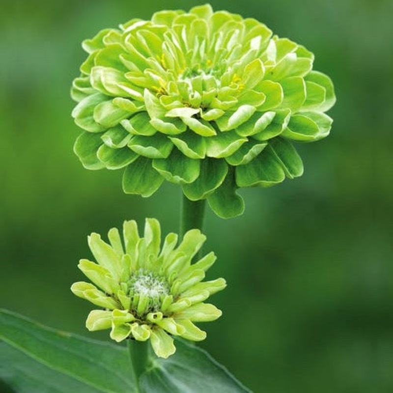 Zinnia ‘Benary’s Giant Lime Green’